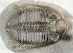 Dramatic Tower-Eyed Erbenochile Trilobite With Barrandeops #46442-4